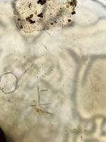 Medalhão Jade China - Image 7