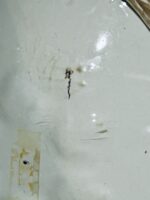 Terrina e travessa Armoriada com brasão Sampaio e Melo - Image 10